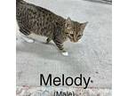 Melody, Domestic Shorthair For Adoption In Fairfield, Illinois