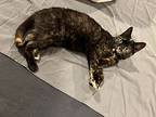 Mocha, Domestic Shorthair For Adoption In Morristown, New Jersey