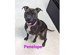Penelope, Staffordshire Bull Terrier For Adoption In Franklin, North Carolina