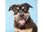 Jelly Bean, American Pit Bull Terrier For Adoption In Pasadena, California