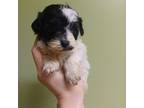 Cavapoo Puppy for sale in Baltimore, MD, USA