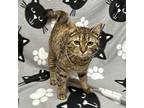 Anica (available Soon), Domestic Shorthair For Adoption In Alexandria, Minnesota