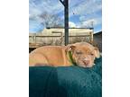 Snoop, American Pit Bull Terrier For Adoption In Taylor, Michigan