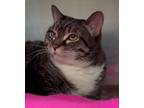 Kora, Domestic Shorthair For Adoption In Mount Holly, New Jersey