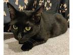 Luna The Sweet Black Beauty, Domestic Shorthair For Adoption In Oviedo, Florida
