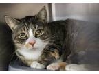 Kiki, Domestic Shorthair For Adoption In Mount Holly, New Jersey