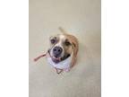 Susie, American Pit Bull Terrier For Adoption In Mount Holly, New Jersey