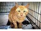 Norton (fcid# 04/08/2024 - 55 Trainer) C, Domestic Shorthair For Adoption In