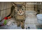 Annabelle (fcid# 04/09/2024 - 59), Domestic Shorthair For Adoption In