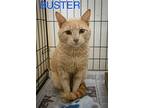 Buster (fcid# 04/08/2024 - 54 Trainer), Domestic Shorthair For Adoption In