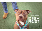Dean, American Pit Bull Terrier For Adoption In Kansas City, Missouri