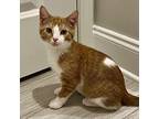 Purry Mason, Domestic Mediumhair For Adoption In Knoxville, Tennessee