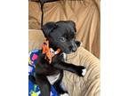 Starlight, Border Terrier For Adoption In Menifee, California
