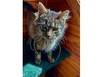 Toby, Domestic Mediumhair For Adoption In Phillipsburg, New Jersey