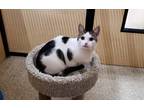 Edie, Domestic Shorthair For Adoption In Bulverde, Texas