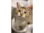 Merle, Domestic Shorthair For Adoption In Evansville, Indiana