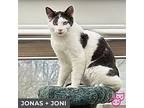 Jonas (bonded With Joni), Domestic Shorthair For Adoption In Toronto, Ontario