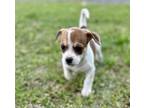 Averi (5/1), Border Terrier For Adoption In Jackson, Tennessee