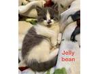 Jellybean, Domestic Longhair For Adoption In Fairfax, Virginia