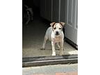 Banjo, Jack Russell Terrier For Adoption In San Juan Capistrano, California