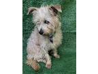 Lucy, Terrier (unknown Type, Small) For Adoption In San Ysidro, California