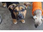 Dupa, American Pit Bull Terrier For Adoption In Inglewood, California