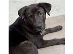 Winnie, Labrador Retriever For Adoption In Houston, Texas