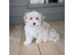 Havanese Puppy for sale in Yankton, SD, USA