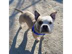 Milo, American Pit Bull Terrier For Adoption In Wheaton, Illinois