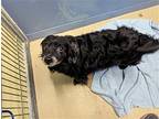 Buster, Dachshund For Adoption In Humble, Texas