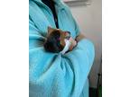 Violet, Guinea Pig For Adoption In Oakland, New Jersey