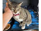 Leo, Domestic Shorthair For Adoption In Spring Lake, New Jersey