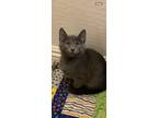 Dove, Russian Blue For Adoption In Goodyear, Arizona