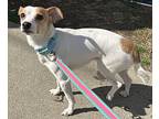 Max, Jack Russell Terrier For Adoption In Oakland, New Jersey
