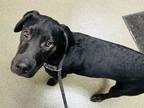 Rocky (strudel), Labrador Retriever For Adoption In Kokomo, Indiana