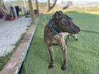 Enzo, Bull Terrier For Adoption In Newport Beach, California