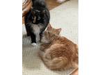 Daisy (& Rosebud) Bonded, Domestic Longhair For Adoption In Herndon, Virginia