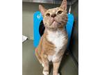 Tom Cat, Domestic Shorthair For Adoption In Milltown, New Jersey