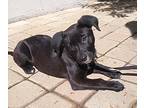Maggie, Labrador Retriever For Adoption In Studio City, California