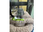 Esme, Domestic Shorthair For Adoption In Corvallis, Oregon