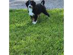 Mutt Puppy for sale in Goshen, IN, USA