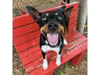 Dexter, Rat Terrier For Adoption In Carrollton, Texas