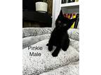 Pinkie, Domestic Shorthair For Adoption In Calimesa, California