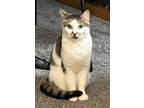 Oliver, Domestic Shorthair For Adoption In Seattle, Washington