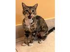 Jimmy, American Shorthair For Adoption In Fort Lauderdale, Florida