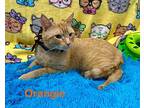 Orangey, Domestic Shorthair For Adoption In Calimesa, California