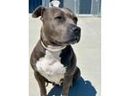 Sweet Pea, American Pit Bull Terrier For Adoption In Matteson, Illinois