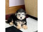 Maltipoo Puppy for sale in Nappanee, IN, USA