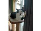 Geralt - Offered By Owner, Domestic Shorthair For Adoption In Hillsboro, Oregon
