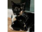 Lady (courtesy Post), Domestic Shorthair For Adoption In Mountain View